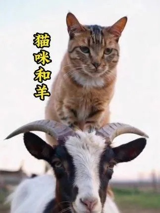 在永恒世界里，买猫还是山羊更好？